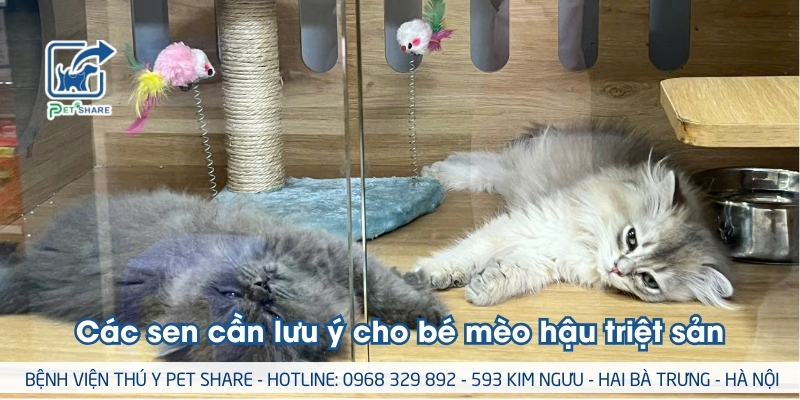 Các sen cần lưu ý cho bé mèo hậu triệt sản