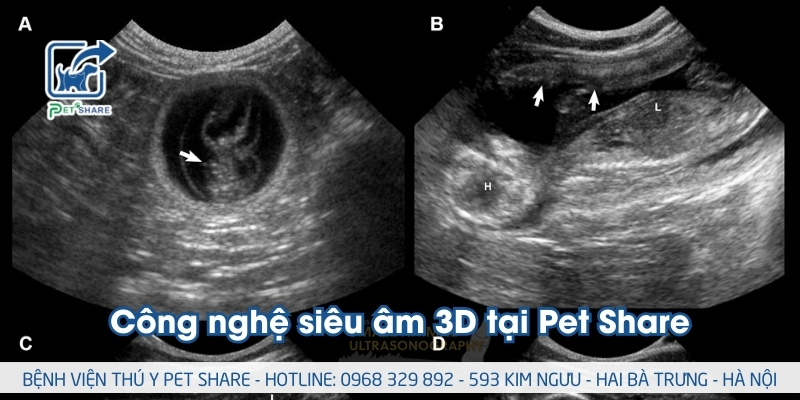 Công nghệ siêu âm 3D tại Pet Share