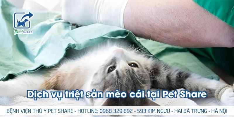 Dịch vụ triệt sản mèo cái an toàn tại Pet Share