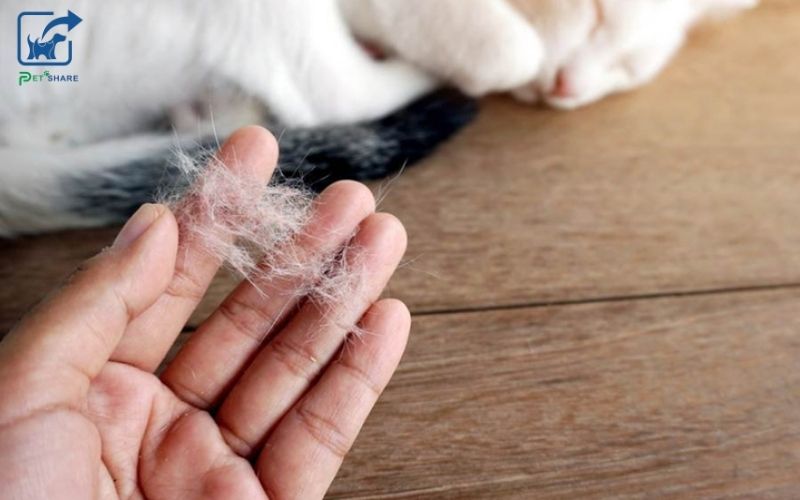 Lông mèo giúp giữ ấm cho cơ thể