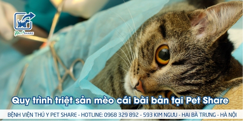Quy trình triệt sản mèo cái tại Pet Share rất bài bản