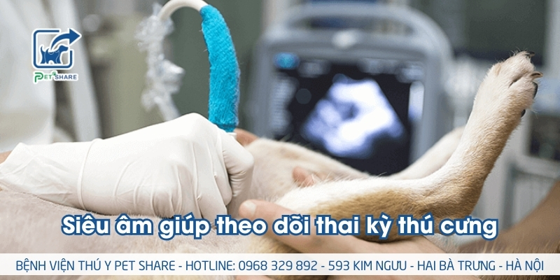 Siêu âm giúp theo dõi thai kỳ thú cưng