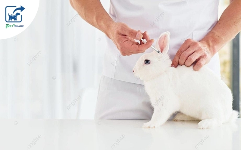 Thỏ dễ mắc các bệnh đường ruột do nhiễm khuẩn