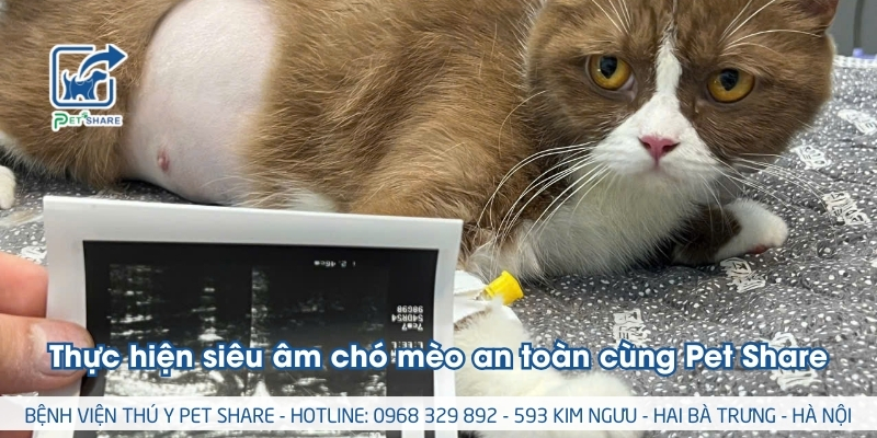 Thực hiện siêu âm chó mèo an toàn cùng Pet Share