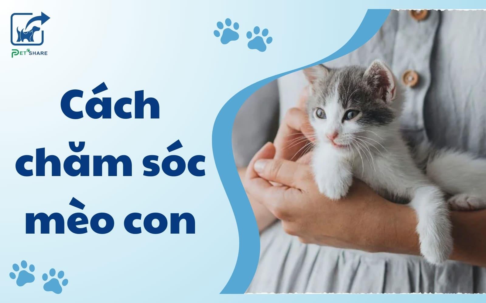 Hướng dẫn cách chăm sóc mèo con khỏe mạnh cùng Pet Share