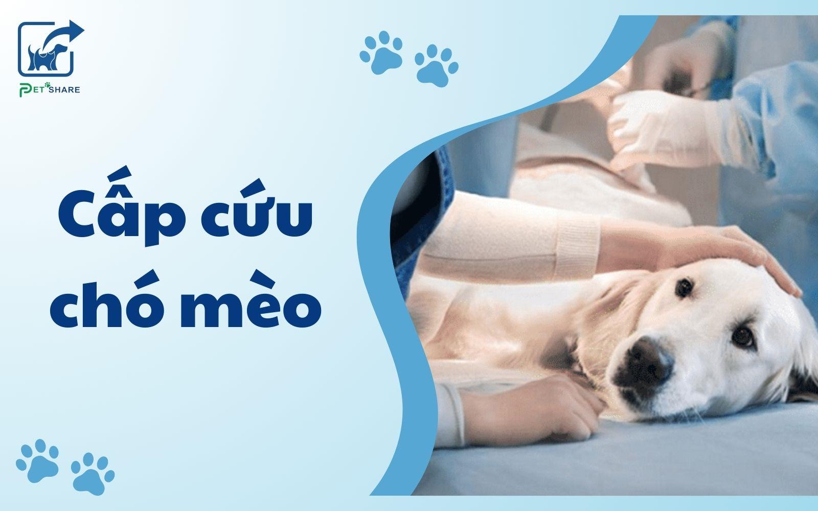 Những cách cấp cứu chó mèo an toàn mọi chủ nuôi cần biết