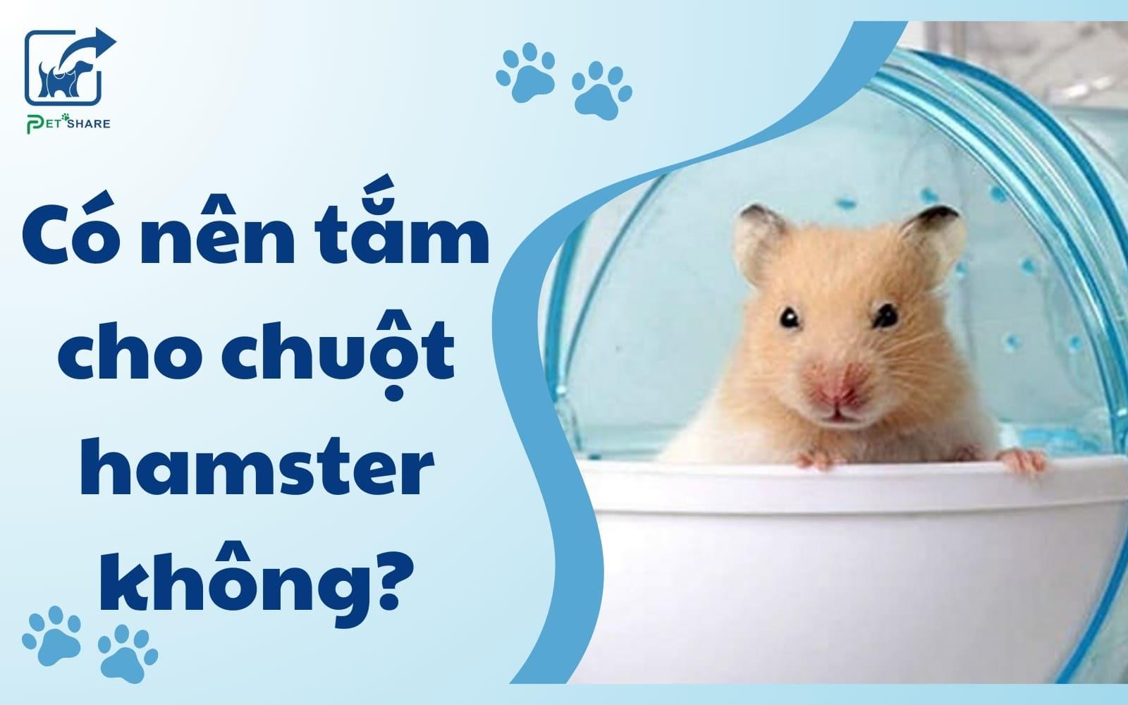 Có Nên Tắm Cho Chuột Hamster Không? Hướng Dẫn Chăm Sóc Chuẩn