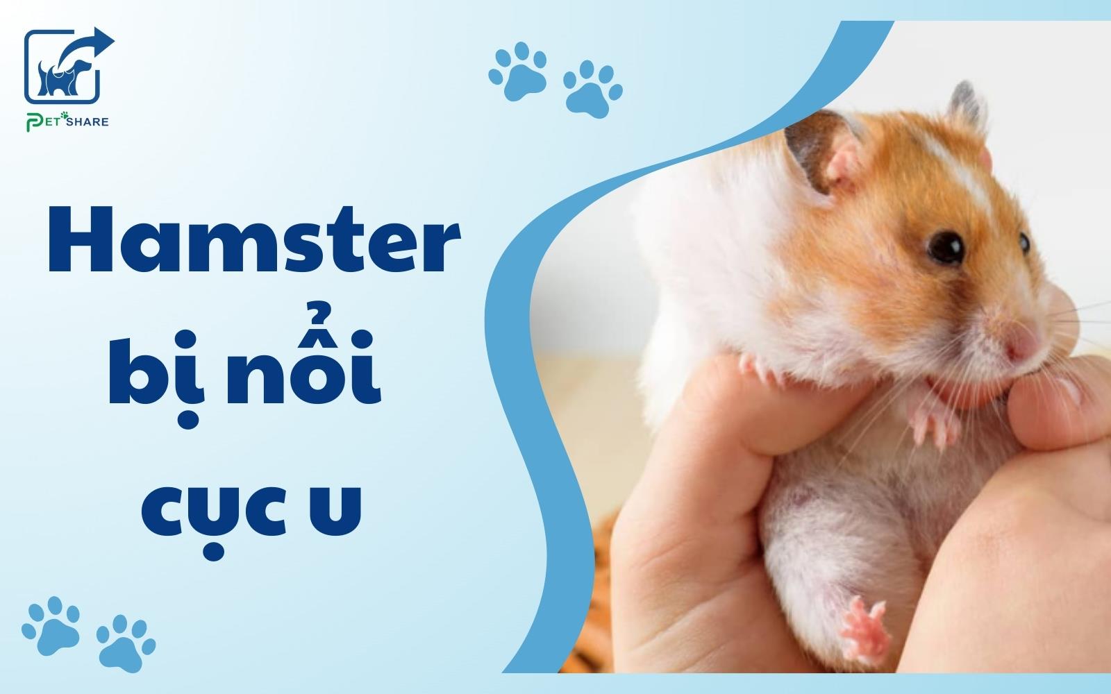 Hamster bị nổi cục u: Triệu chứng, nguyên nhân và điều trị