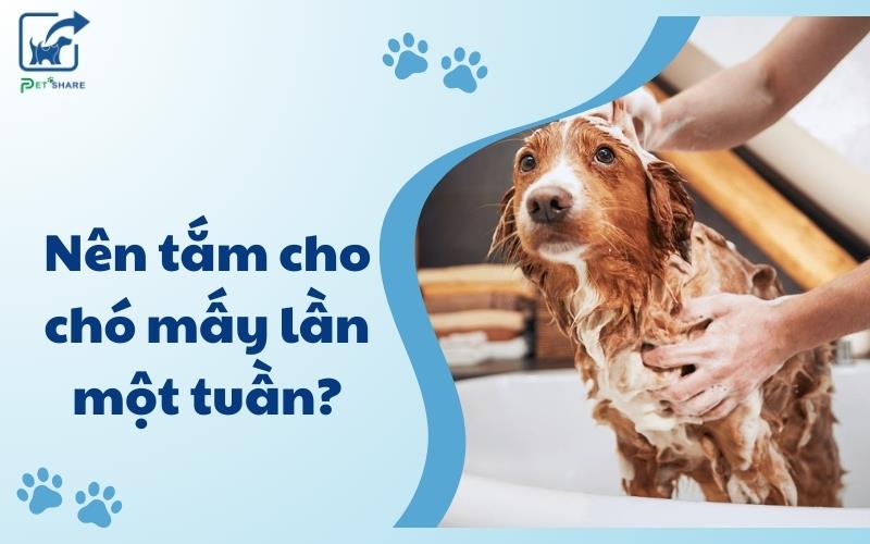 Nên tắm cho chó mấy lần 1 tuần để giữ cho chúng luôn sạch sẽ?