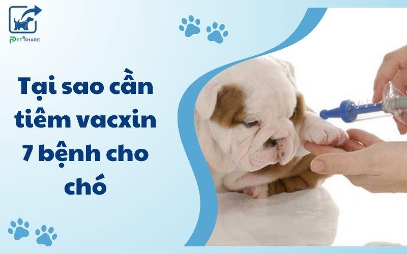 Tại sao chó cần tiêm vacxin 7 bệnh? Những điều bạn cần biết