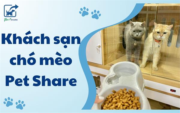 Khách sạn Chó Mèo Tại Pet Share - Pet Hotel Hàng Đầu Hà Nội